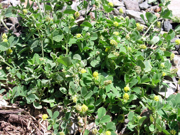 <p>Identify the weed</p>