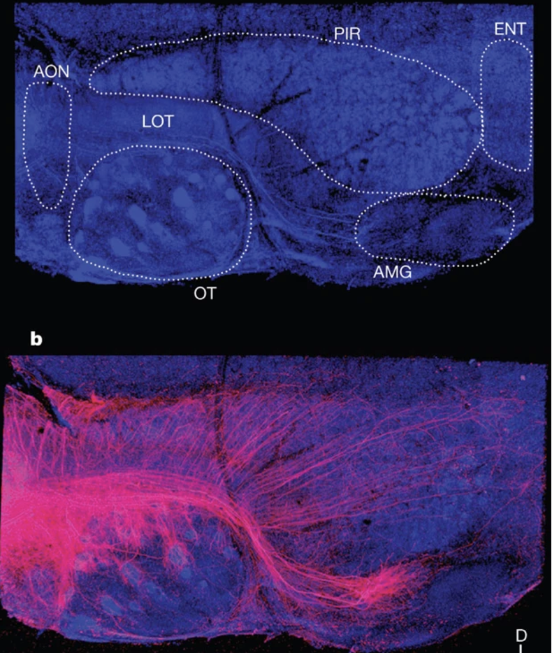 <ul><li><p><strong>Piriform cortex:</strong> diffuse, widespread projections → convergence from many glomeruli onto single neurons</p></li><li><p><strong>Amygdala:</strong> stereotyped, patchy projections → more structured and glomerulus-specific<br><span data-name="point_right" data-type="emoji">👉</span> Output pattern depends on target</p></li></ul><p></p>