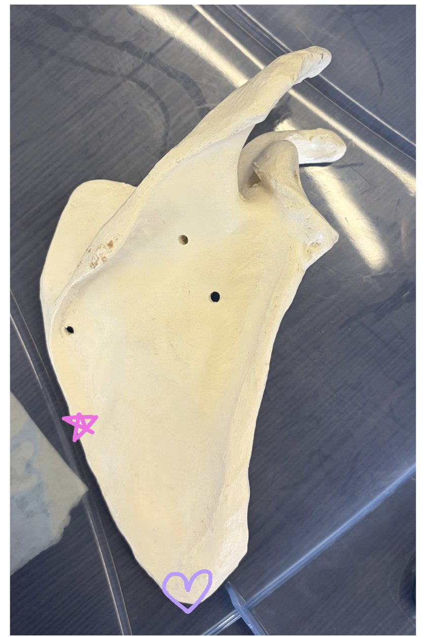 <p>Pink star: Name this structure </p><p>Purple heart: Name this structure </p><p>Name one muscle that inserts on the pink star structure </p>