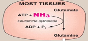 <p>When ammonia is incorporated into the amino acid <strong>glutamine</strong>, which serves as a non-toxic carrier of nitrogen, what catalyzes this process </p>