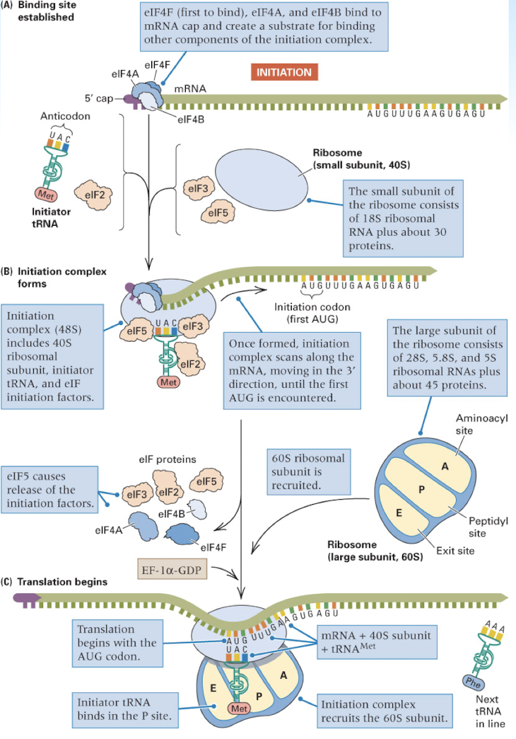<p><strong>A Site</strong>: the ribosomal site which binds the incoming aminoacyl-tRNA (acceptor site)</p><p><strong>P Site</strong>: the site which holds the peptide tRNA, that is the tRNA which is covalently linked to the growing polypeptide chain (Peptidyl site)</p><p><strong>E Site</strong>: a site which transiently binds to the outgoing, deacylated tRNA (exit site)</p>