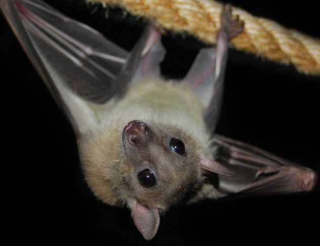 <p>Common Name: Egyptian Fruit Bat</p><p>Order: Chiroptera </p><p>Family: Pteropodidae </p>