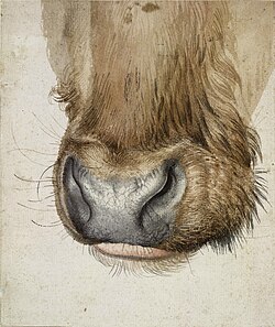 <p>The word muzzle primarily refers to the snout of an animal, a protective guard worn over that snout, or the open end of a firearm barrel. It originates from the Latin word morsus, which means "to bite".</p>