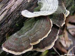 <p><strong>(<em>Stereum ostrea</em>)</strong> – Zonate, velvety brackets (no pores). <strong>Saprophyte.</strong><br><strong>Uses:</strong> None.</p>