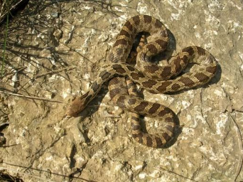 <p>Mistaken for Copperhead and Rattlesnake</p>