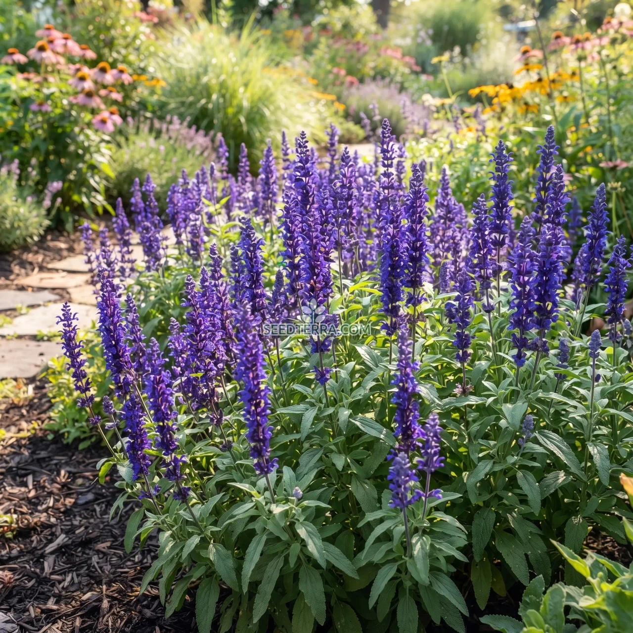 <p>Opposite arrangement</p><p>square stem</p><p>open and airy</p><p>lots of blooms</p><p>not pubescent</p><p>bluish purple</p>