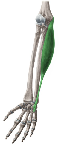 <p>flexor carpi ulnaris</p>
