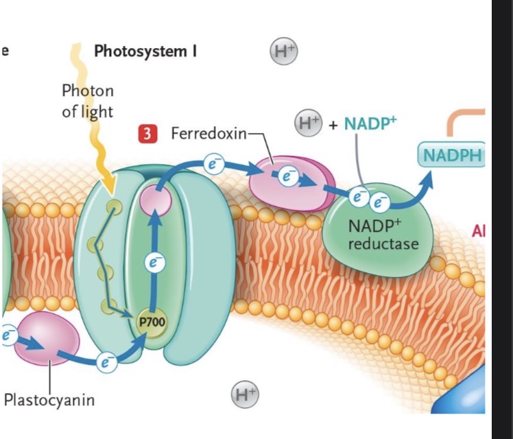 <ul><li><p>Photons transfer energy to antenna to P700</p></li><li><p>P700 transfers electrons to primary electron acceptor and into ferredoxin</p></li><li><p>Ferredoxin transfers electrons into NADP+ reductase</p></li><li><p>NADP+ reductase reduces NADP+ into NADPH in the stroma</p><ul><li><p>Protons are removed during this reaction</p></li></ul></li></ul><p></p>