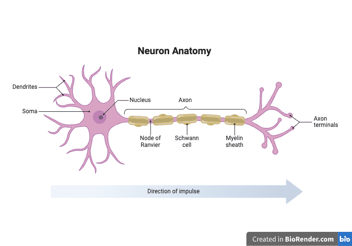 <ul><li><p>excitable cells</p></li><li><p>comm. w AP</p></li></ul><p></p><p>structure</p><ol><li><p>Soma (cell body)</p></li><li><p>Dendrites</p></li><li><p>Axon</p></li><li><p>Axon terminals</p></li><li><p>Myelin sheath</p></li><li><p>Schwann cells</p></li><li><p>Nodes of Ranvier</p></li></ol><p></p>