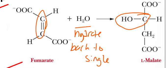 <p>step 7</p><p>reaction carried out by fumarase</p><p>double-bond of fumarate is hydrogenated by H2O</p>