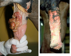 <p>What is the probable treatment of choice of squamous cell carcinoma in this equine penis?</p>