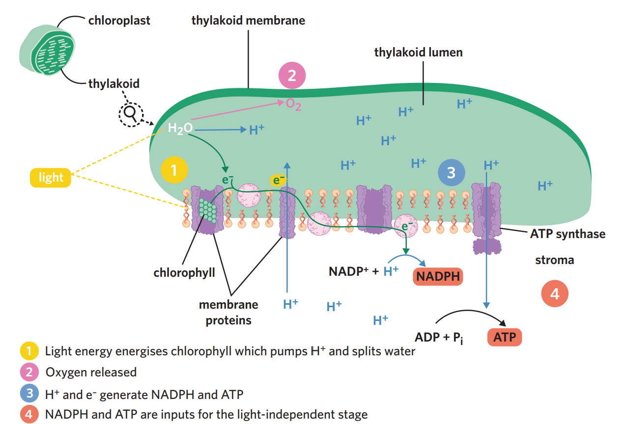 <ul><li><p>light dependent stage - light energy splits water molecules into hydrogen and oxygen. also generates high energy coenzymes NADPH and ATP. occurs on the thylakoid membranes of chloroplasts, and only when light is present.</p></li></ul><p>process</p><ol><li><p>on the thylakoid membrane, light energy excites electrons in chlorophyll. these electrons leave chlorophyll + move along proteins in the membrane, which powers the pumping of H<sup>+</sup> ions into the thylakoid lumen. water donates electrons to chlorophyll to replace the electrons that left, causing water to split into oxygen and two H<sup>+</sup>(photolysis).</p></li><li><p>oxygen is released out of the chlorophyll → either diffuses out of stomata into environment or used as input for aerobic cellular respiration</p></li><li><p>H<sup>+ </sup>+ e<sup>-</sup> from water combine with NADP<sup>+</sup>, which is reduced, generating the high energy coenzyme NADPH. Also, there is now a high concentration of H<sup>+</sup> inside the lumen and a low conc outside in the stroma → concentration gradient which H<sup>+</sup> ions want to balance → H<sup>+</sup> ions leave the lumen through the protein ATP synthase. as H<sup>+</sup> flows out, their movement provides energy, which converts ADP + Pi into ATP.</p></li><li><p>NADPH + ATP coenzymes are then used in light independent stage</p></li></ol><p></p><p>inputs</p><ul><li><p>12 H<sub>2</sub>O</p></li><li><p>12 NADP<sup>+</sup></p></li></ul><p>outputs</p><ul><li><p>6O<sub>2</sub></p></li><li><p>12 NADPH</p></li><li><p><strong>18 ATP</strong></p></li></ul><p></p>