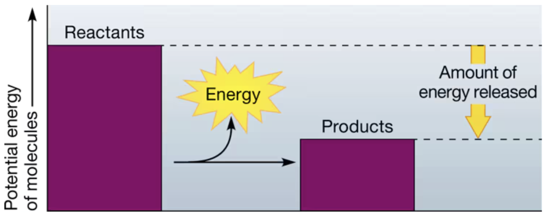 <p>release energy; products with lower potential energy</p>