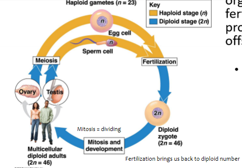 <p>life cycle</p>