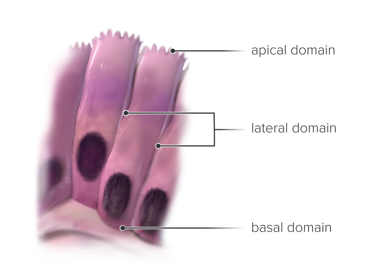 <p>The apical and basal regions differ in structure and function</p>