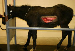 <p>What is this horse at risk of?</p>