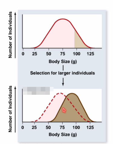 <p>what is directional selection? </p>