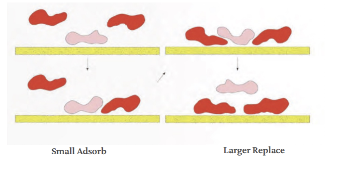 <p>A critical phenomenon in biomaterial-biological fluid interactions is the Vroman Effect, describing the dynamic replacement of adsorbed proteins over time. This displacement occurs because proteins with a higher affinity for the surface, often larger ones, can form MORE STABLE bonds, eventually outcompeting and replacing weaker-bound proteins. This effect profoundly influences long-term biomaterial biocompatibility. </p><p><strong>Chat: The Displacement:</strong> The larger proteins essentially "push" the smaller ones off. This is energetically favorable because the stronger bonds of the larger protein release more energy than is required to break the weaker bonds of the smaller one.</p><p>Impact on Biocompatibility: The Vroman Effect is the reason why an implant's "biological identity" changes in the minutes and hours after surgery: <strong>Short-term:</strong> The surface is coated in Albumin (generally "stealthy" and non-reactive). <strong>Mid-term:</strong> Fibrinogen takes over (promoting cell adhesion but ALSO potentially blood clotting). <strong>Long-term:</strong> The final layer of proteins determines if the body sees the material as a "friend" (integrating it into tissue) or a "foe" (triggering the <strong>Foreign Body Response</strong>).</p>