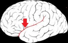 <p>separates the temporal lobe from the frontal and parietal lobes</p>