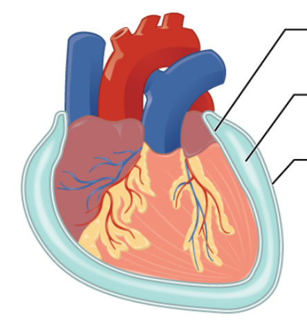 <ul><li><p>heart is surrounded by the ______</p><ul><li><p>consists of two parts </p><ul><li><p>outer <strong>fibrous ______</strong></p></li><li><p><strong>inner serous ______</strong></p></li></ul></li></ul></li></ul><p></p>