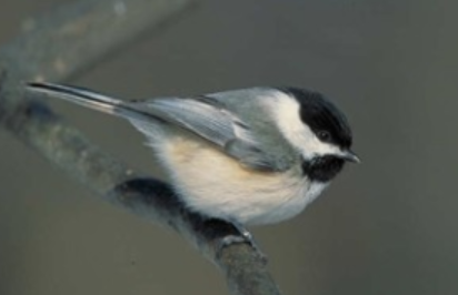 <p>Order: Passeriformes<br>Family: Paridae</p>