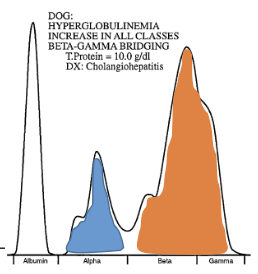 <p>SPE from a dogs. What is the most likely diagnosis? </p>