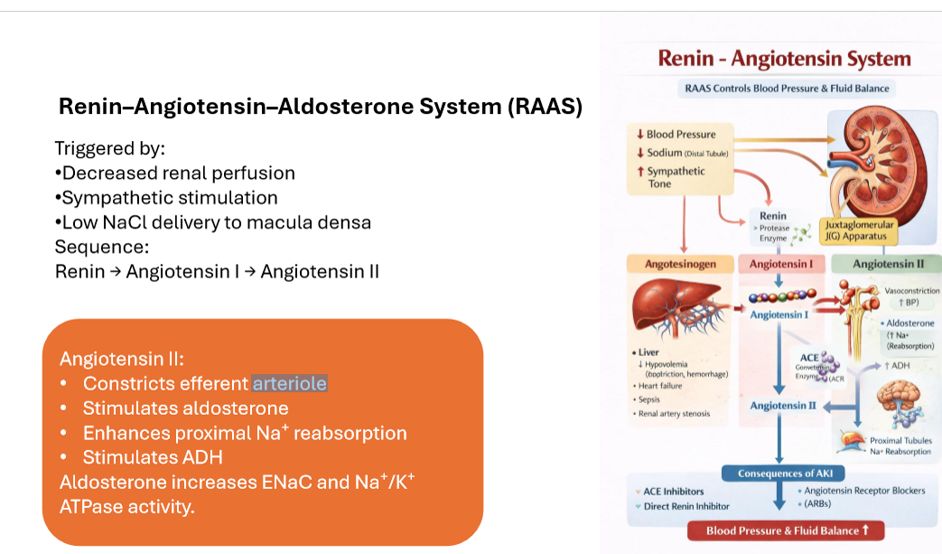 <p>Constricts efferent arteriole </p>