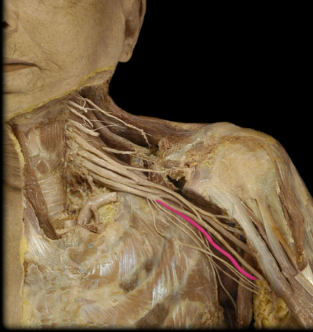 <p>What nerve is this</p>