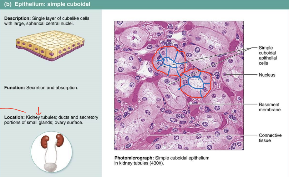 <ul><li><p>Single layer of cube-like cells with large, spherical central nuclei</p></li><li><p>Function: secretion and absorption</p></li><li><p>Location: kidney tubules, ducts and secretory portions of small glands; ovary surface</p></li></ul><p></p>