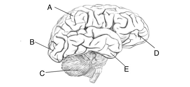 <p>Identify B and describe function</p>