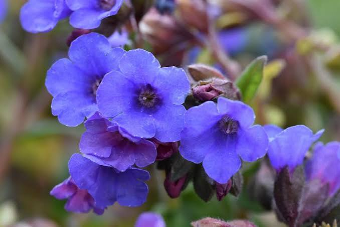 <p>Pulmonaria sp</p>
