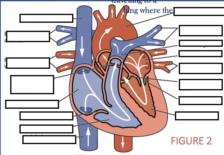 <p>label all structures within the figure</p><img src="https://assets.knowt.com/user-attachments/539c730d-6176-406b-afe7-61ae2a6c8221.png" data-width="100%" data-align="center" alt="knowt flashcard image"><p></p>