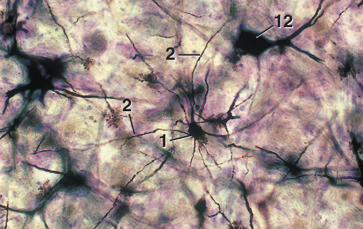 <p>Part and stain?</p>