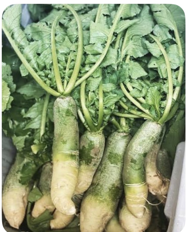 <p>Green radish</p>