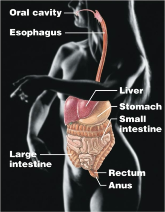 <p>Oral cavity, esophagus, stomach, liver, small intestine, large intestine, rectum, anus<br>Breaks down food, absorbs nutrients, eliminates solid waste</p>