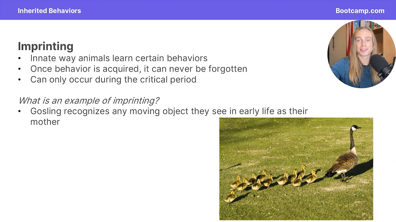 <p>a gosling recognizes amoving object it sees in its early life as its mother</p>