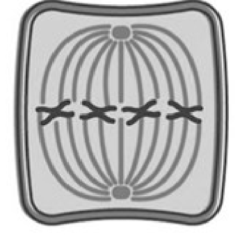 <ul><li><p>spindle fibres from each centriole attach to each sister chromatid at the kinetochore </p></li><li><p>drag and line up the chromosomes to the middle/equator of cell </p></li></ul><p></p>