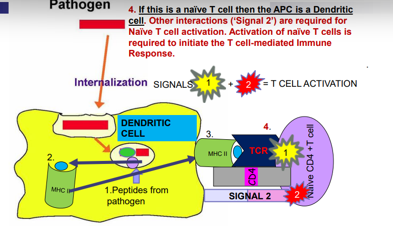 4a. If this is a naïve T cell then APC is a dendritic cell. Other interactions ('signal 2') are required for Naïve T cell activation. Activation of naïve T cells is required to initiate the T cell mediated immune response