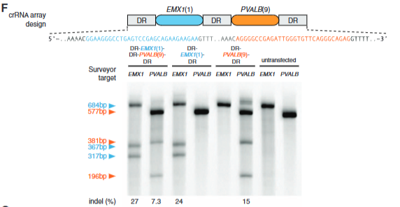 <p>explain fig 4F cong</p>