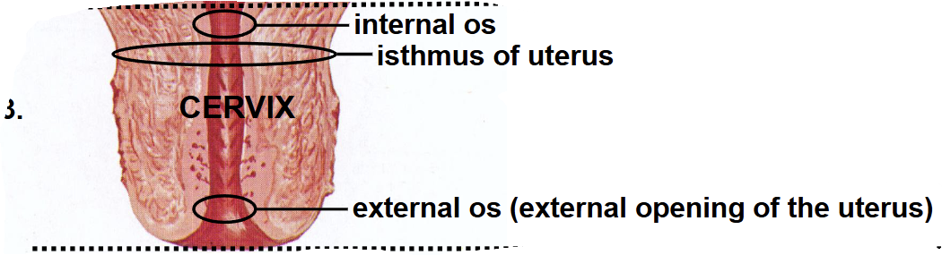 <ul><li><p>Lower one-third of the uterus.</p></li><li><p>Forms the passage between the uterus and vagina.</p></li><li><p>Contains the <strong>internal </strong>and <strong>external os</strong>.</p><ul><li><p>It is the narrowest part of the cervix</p></li></ul></li></ul><p></p>