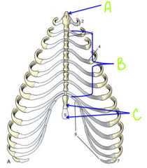 <p>A</p>