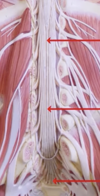 <p>What are the arrows pointing to?</p>