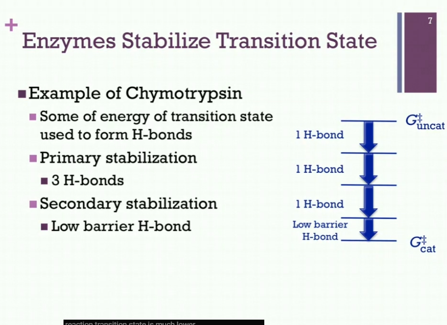 <p>Energy level for our uncatalyzed transition state (Gdoublecrossuncat!!). </p><p>Start at some energy level, very unstable intermediate AND NOW, we are going to use some of that ENERGY to form a H bond! By doing so, we decrease the energy of that transition state! Form another H bond, and we reduce it even further! And third H bond, and we reduce energy level even further! Reduced energy state considerably by using some of the energy OF that transition state to form those hydrogen bonds! AND now, we have our LOW BARRIER hydrogen bond! So => Gdoublecrosscat = much lower than it would be! </p><p>Primary Stabilization: 3 H-bonds. </p><p>Secondary Stabilization: Low barrier H-bond. </p><p>Good example of how enzymes stabilize the transition state!! </p>
