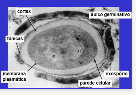 <p>em microbiologia não são estruturas reprodutivas, são uma camada protetora em condições desfavoráveis</p><p>→ cada bactéria da origem a um só esporo</p><p>→ é um estado alternativo de vida bacteriana→ latência e sem atividade metabolica</p><p>→ forma resistente a condições adversas:</p><ul><li><p>cálcio complexado com ácido dipicolínico</p></li><li><p>proteínas que protegem o DNA(SASPs)</p></li><li><p>centro desidratado</p></li><li><p>invólucro espesso</p></li></ul><p>→ formação de esporos é característica de um grupo de bactérias do filo firmicutes, que inclui <em>Bacillus </em>e<em> clostridium</em></p>
