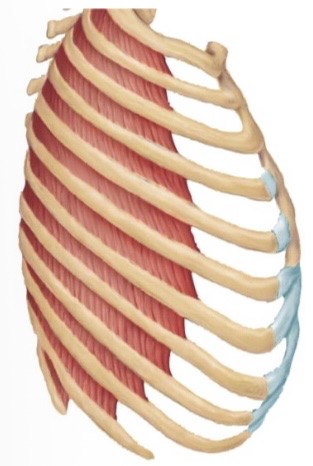 <p>External intercostal actions</p>