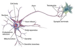 <p>Match the basic structures of a neuron to its function:</p><p>dendrite (transmits information to other cells)</p><p>cell body/soma (information-carrying extension)</p><p>axon (contains organelles for cell metabolism)</p><p>pre-synaptic terminal (information-receiving area)</p>