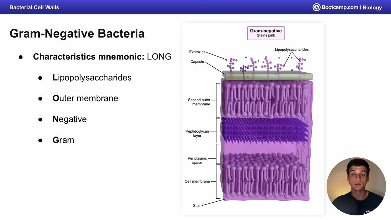 <p>LONG<br>Lipopolysaccharides</p><p>outer membrane</p><p>negative</p><p>gram </p>