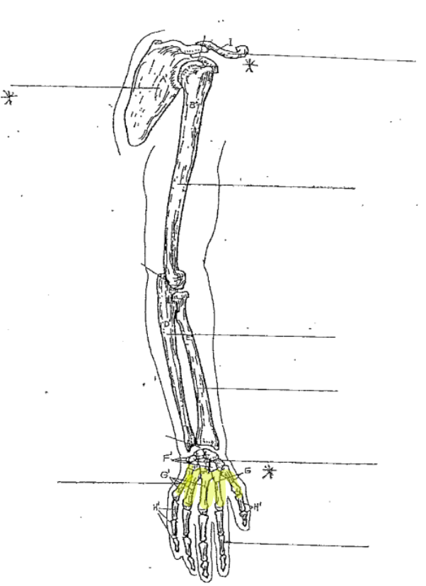 <p>What is the highlighted part of the arm?</p>