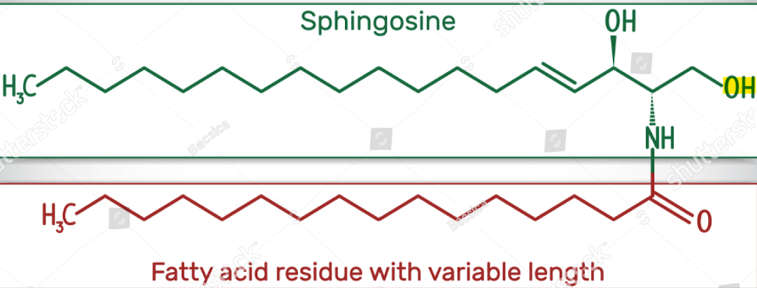 <p>The compound resulting when a fatty acid is attached in amide linkage to the –NH2 on C-2. They are the structural parents of all sphingolipids.</p>
