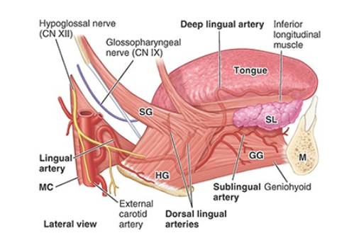 <ul><li><p>derived from<strong> lingual artery</strong></p></li><li><p>arise from external carotid artery</p></li></ul><p></p>